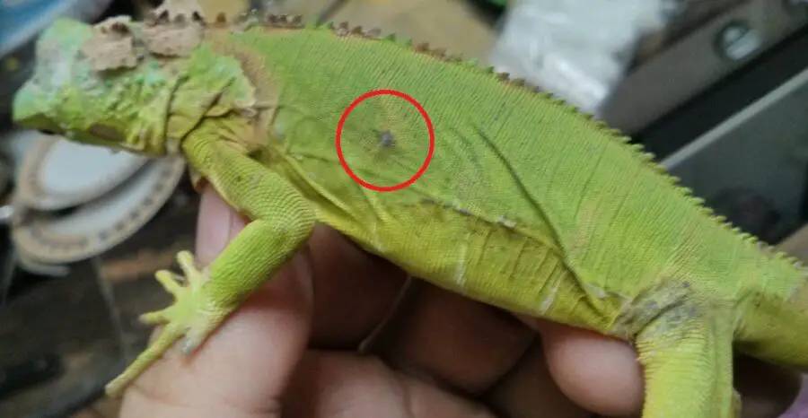 Why Does My Chameleon Have Black Spots