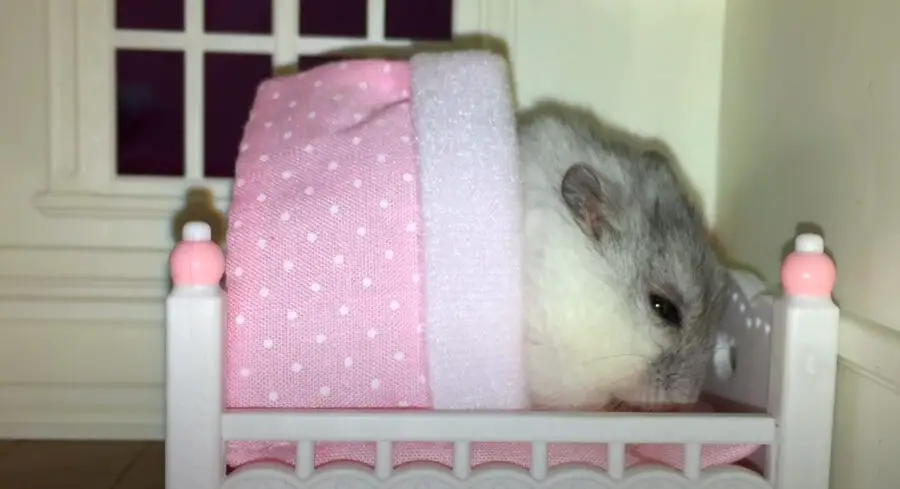 hamster making clicking noises when asleep