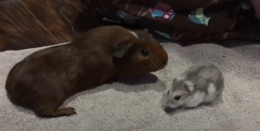 Do Guinea Pigs and Hamsters Get Along