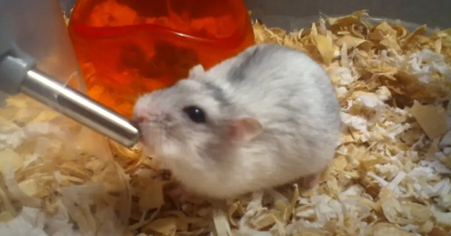 How Long Can a Hamster Live Without Water