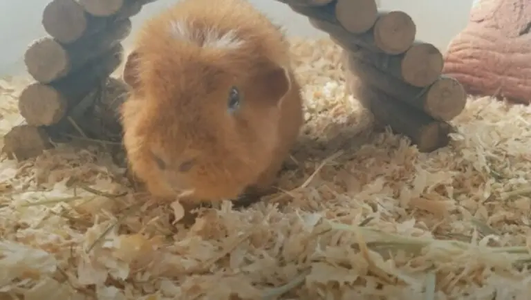 best bedding for guinea pigs