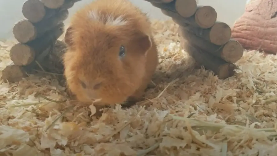 Pine Bedding Good for Guinea Pigs