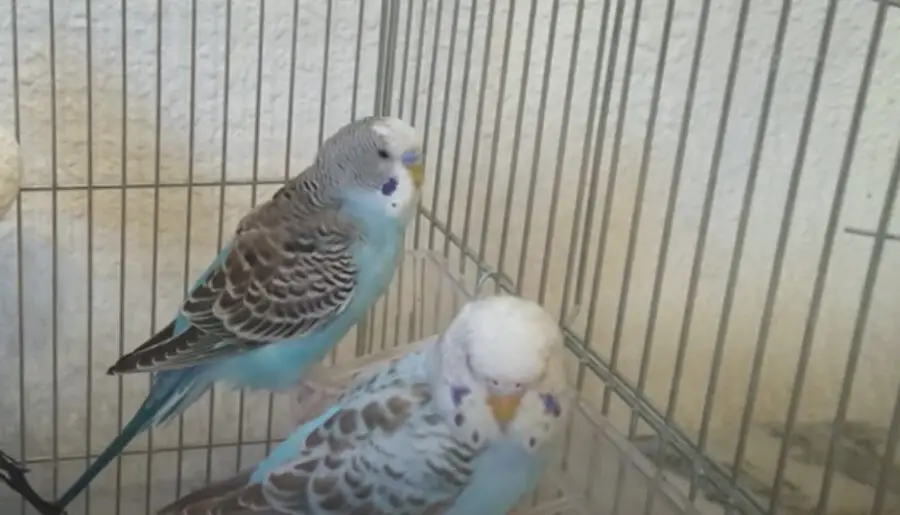 Why Is My Budgie Sneezing