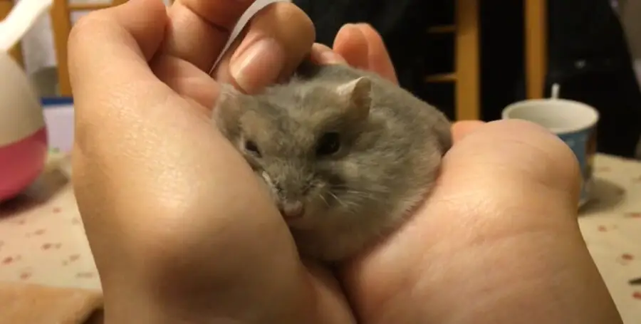 hamster loves you