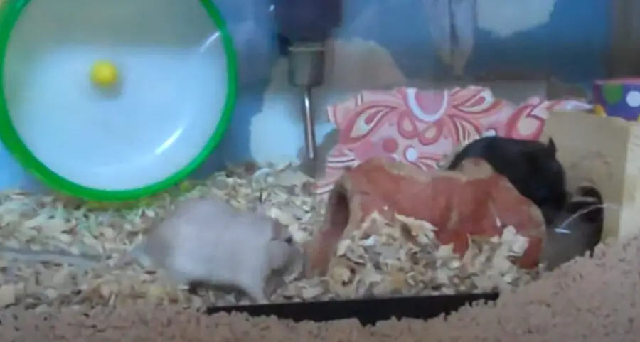 Can Gerbils and Hamsters Live Together