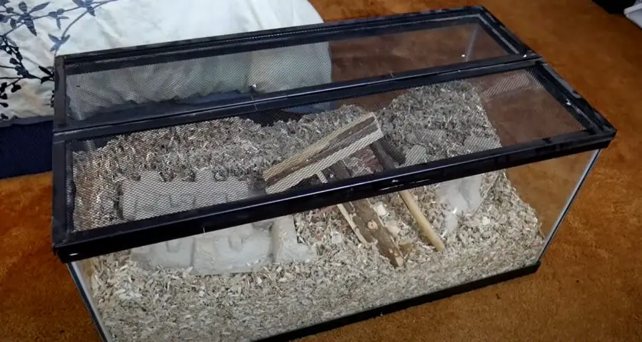 How Much Space Do Gerbils Need