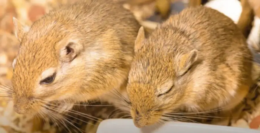 What To Do When One Gerbil Dies
