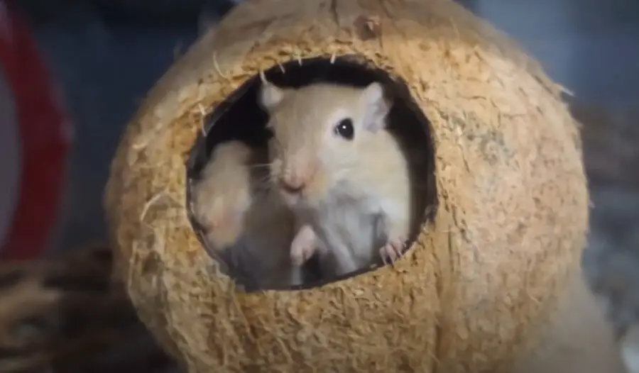 gerbil Shelter