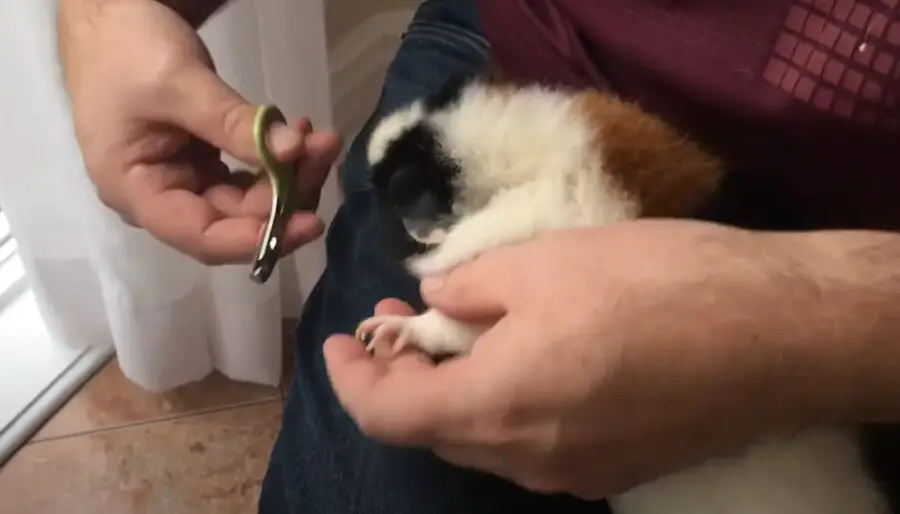 What To Do When Your Guinea Pig Breaks A Nail