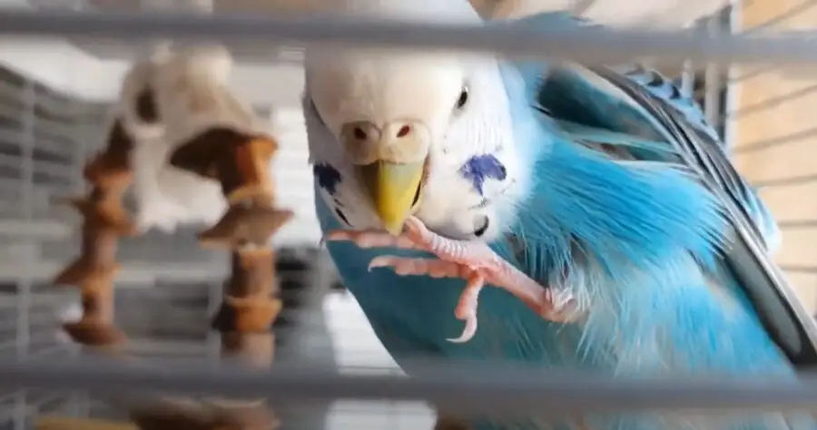 Budgie Cant Use Foot
