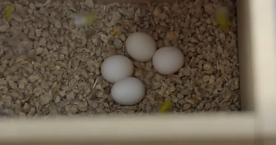 Are Budgie Eggs Edible
