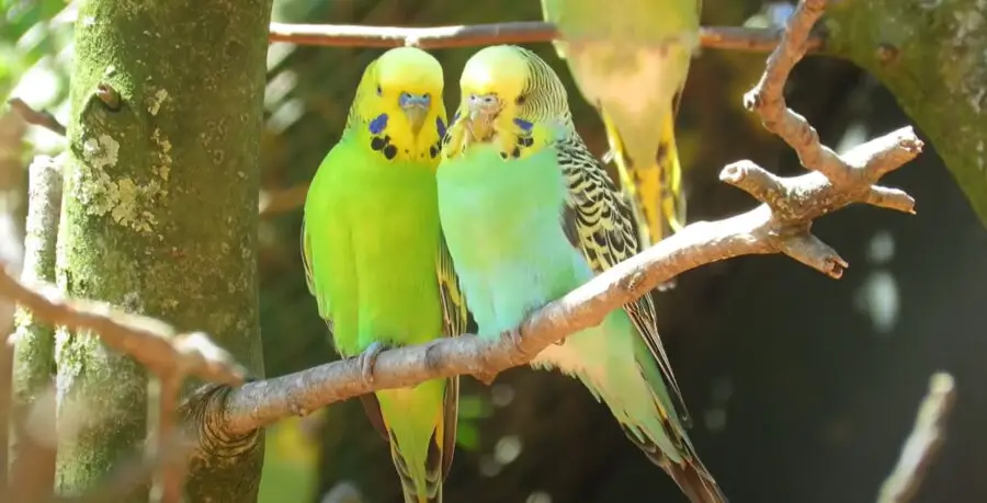 Are Budgies Happy When They Talk