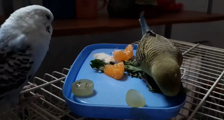 At What Age Can Budgies Eat Fruits and Vegetables