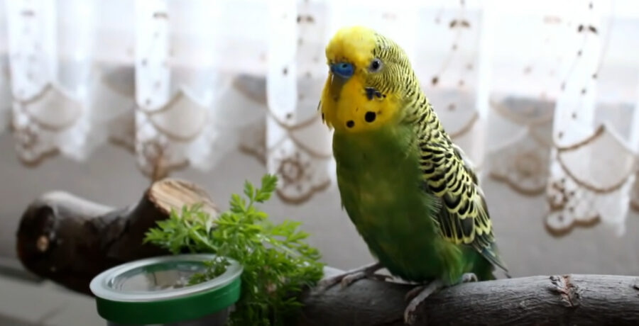 At What Age Can Budgies Eat Vegetables