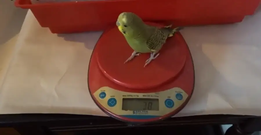 Budgie is Healthy Weight