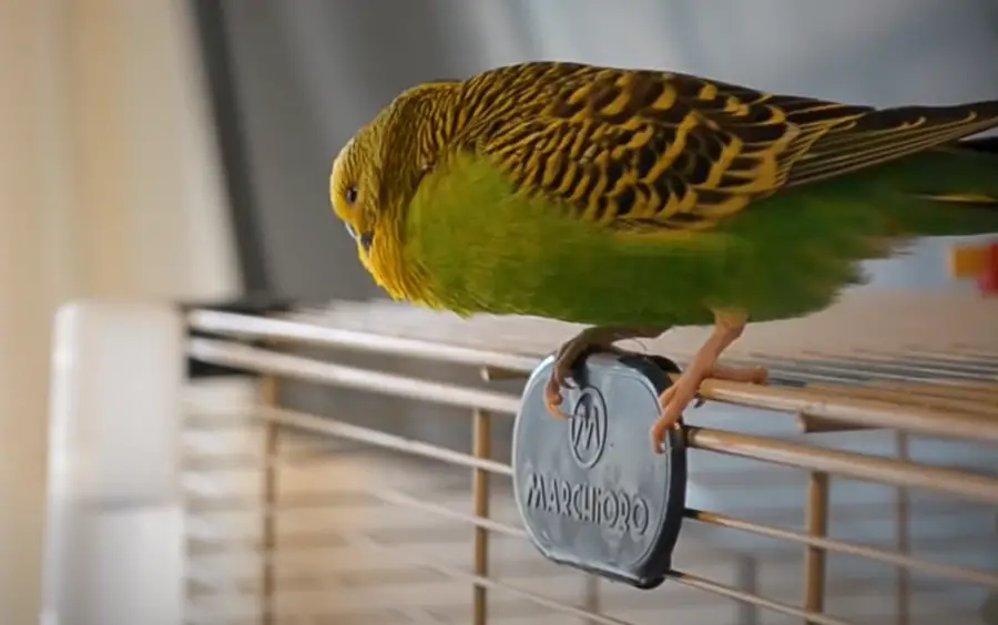 Can You Keep A Budgie Alone