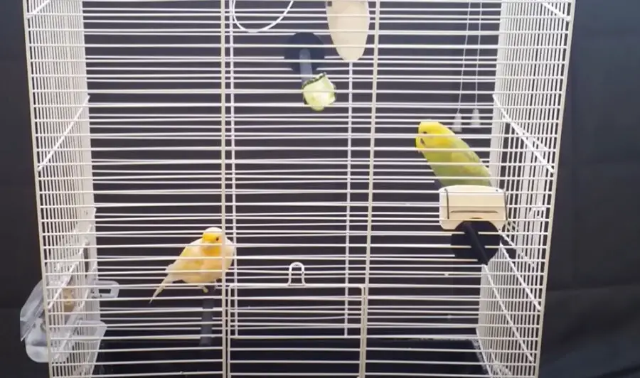 Can You Put a Canary with a Budgie