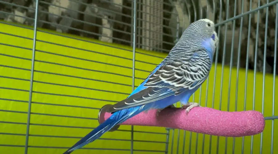 budgie constipation treatment