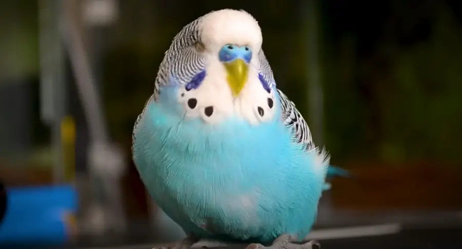 Can a Budgie Get a Cold