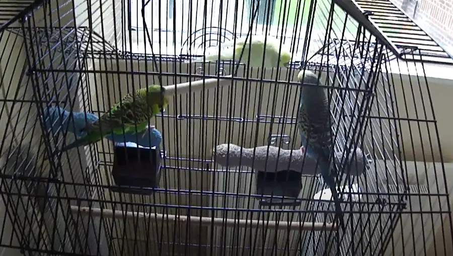 Can a Male Budgie Have Two Females