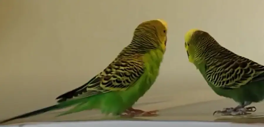 Do Budgies Mate For Life