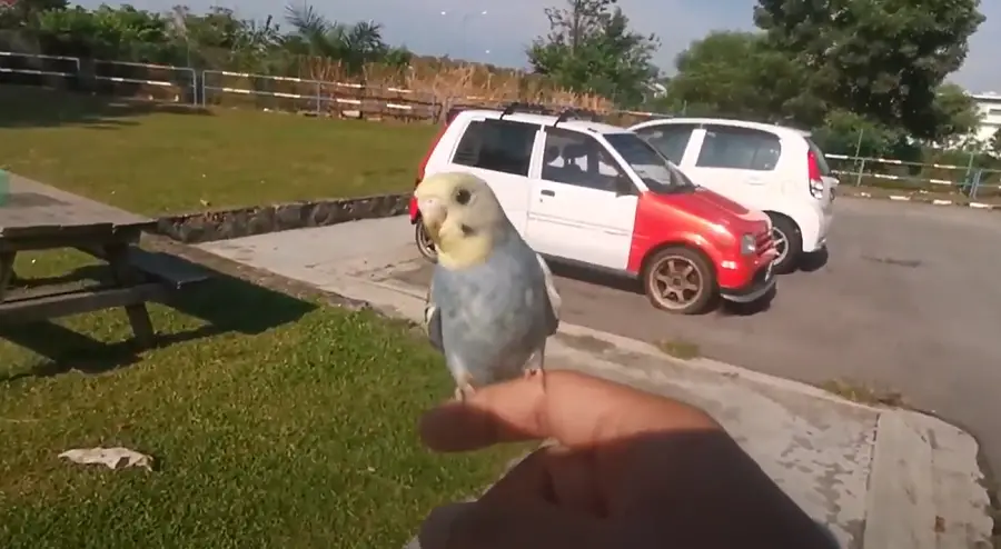 Do Budgies Need Sunlight