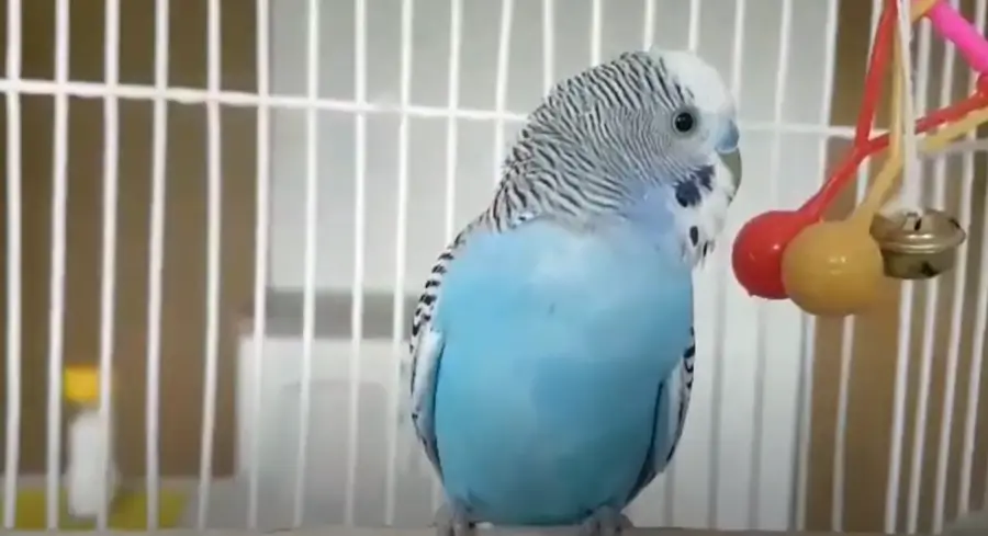 How Big Is a Budgie's Brain