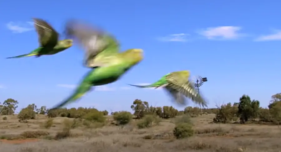 How Fast Can a Budgie Fly