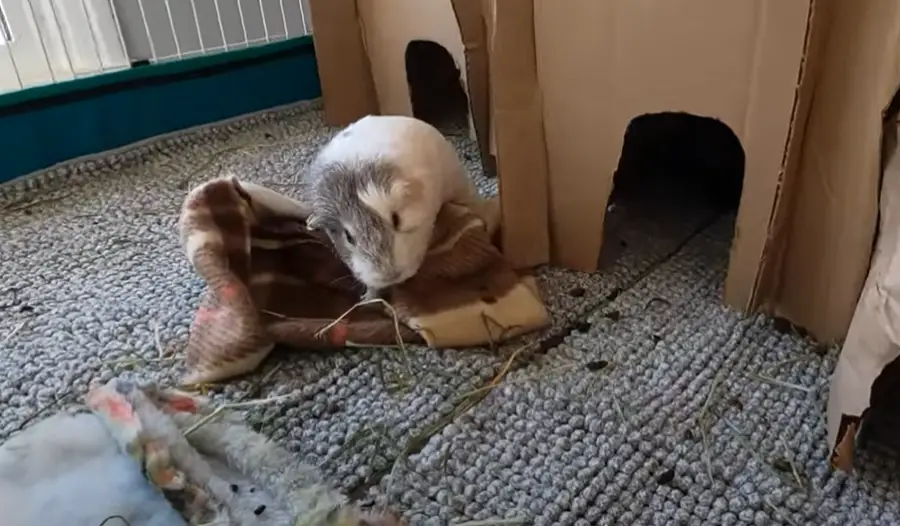 How High Can Guinea Pigs Fall and Be Ok