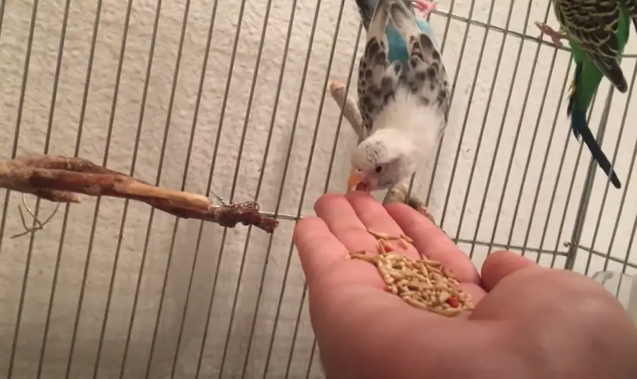 How Much Does a Budgie Bite Hurt
