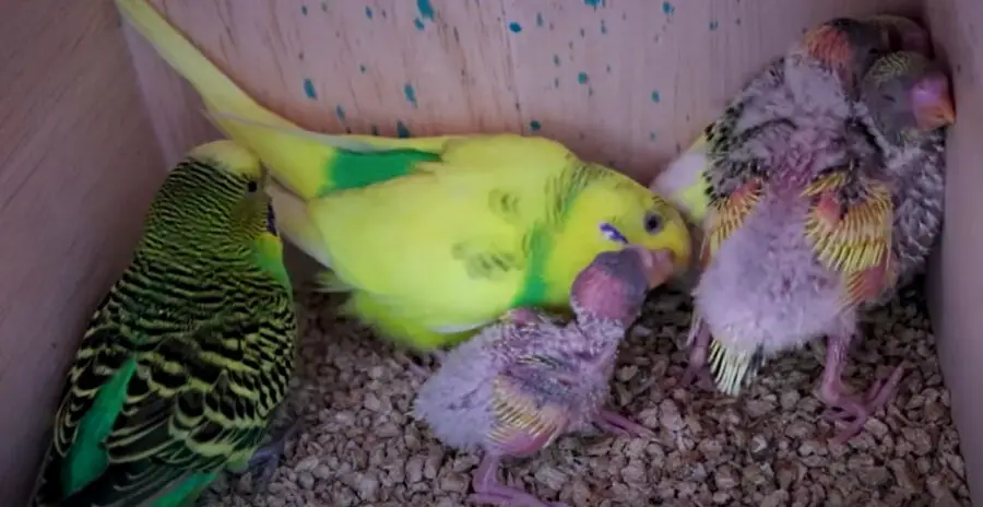 How Old Are Budgies When They Leave The Nest