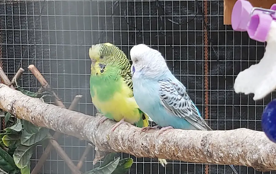 Is Plywood Safe for Budgies