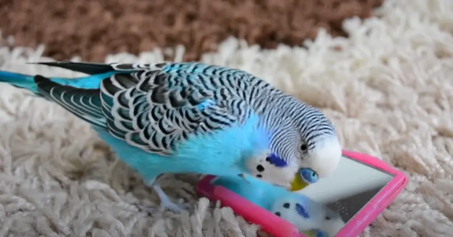 What Age Do Budgies Start to Talk