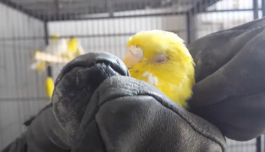 What Does it Mean When my Budgie Closes His Eyes