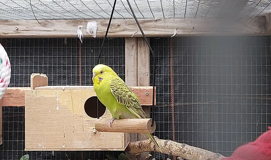 What to do With Budgie While on Holiday