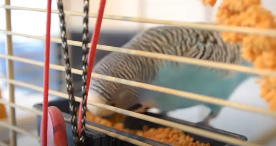 Why Is My Budgie Eating So Much