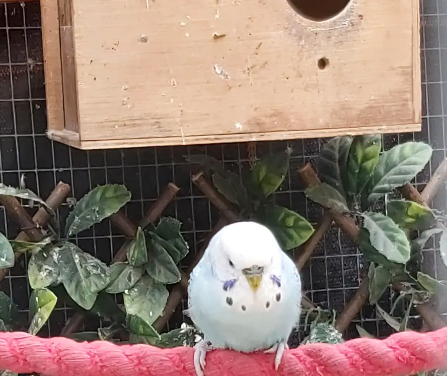 Will My Budgie Remember Me