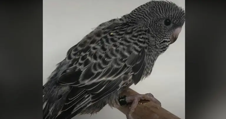 Can You Get A Black Budgie? {Are They Real} - HomePetHelp