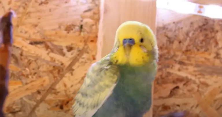 can-a-budgie-be-scared-to-death-can-they-actually-die-homepethelp