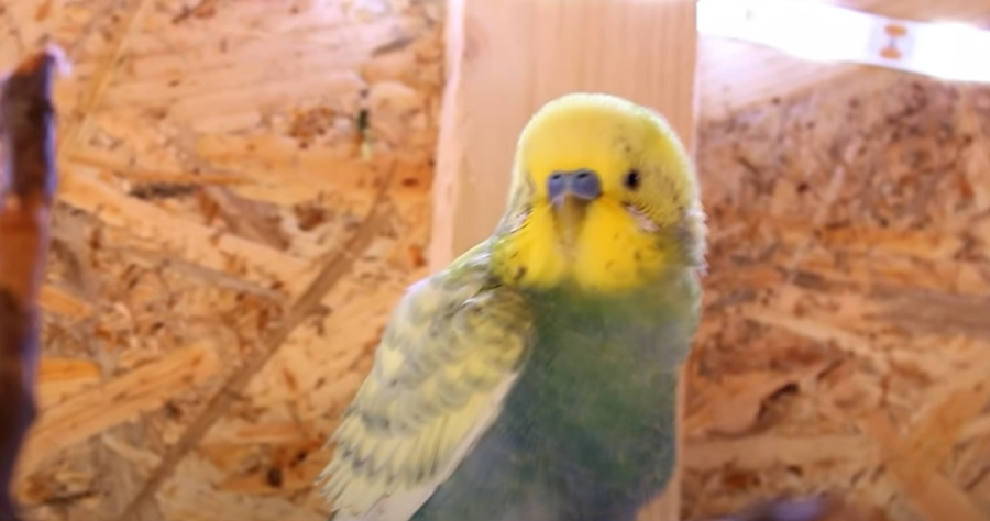 can a budgie be scared to death