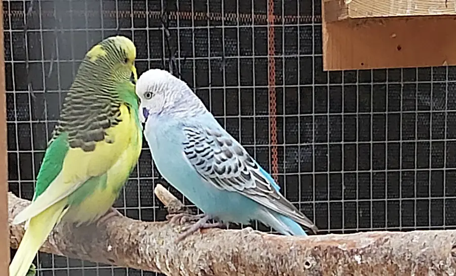 introduce 2nd budgie