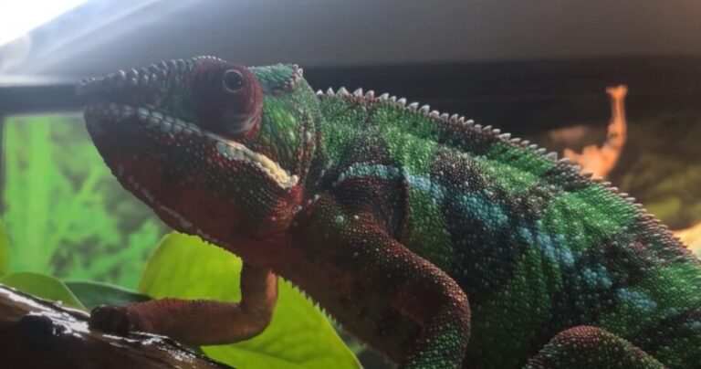 Why Is My Chameleon Not Moving? {What Should I Do?} - HomePetHelp