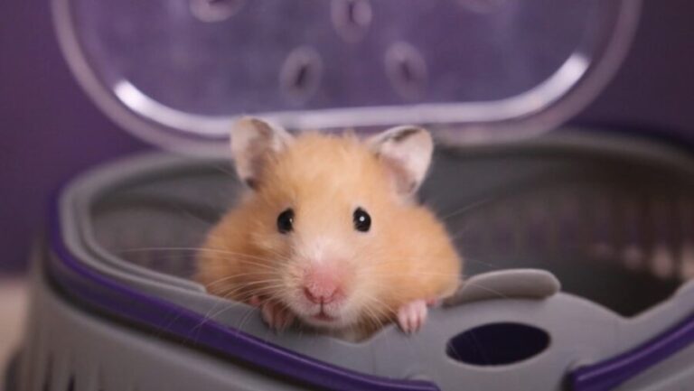 Can You Use A Flash On Hamsters? {How To Take Great Hamster Photos ...