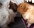 How Long Does Guinea Pig Dominance Last