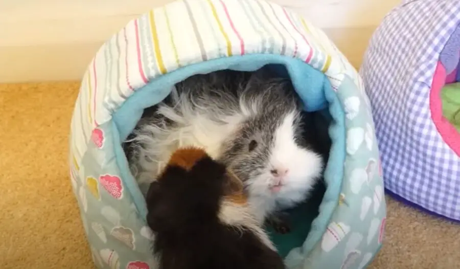 Is There Always A Dominant Guinea Pig
