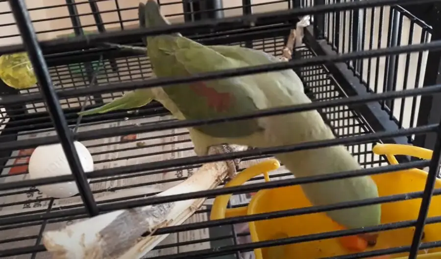 Can Parrots Eat Papaya