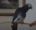 Can Parrots Get Depressed