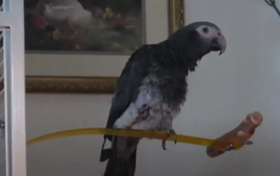Can Parrots Get Depressed