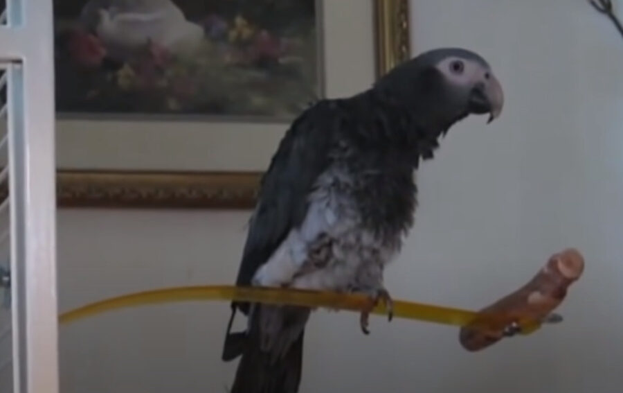 Can Parrots Get Depressed