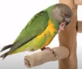 Can You Potty Train a Parrot